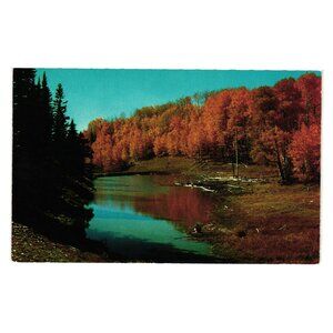 Vintage Postcard Autumn Color Aspen Trees Scenic Southwest Roadside Leaves Fall